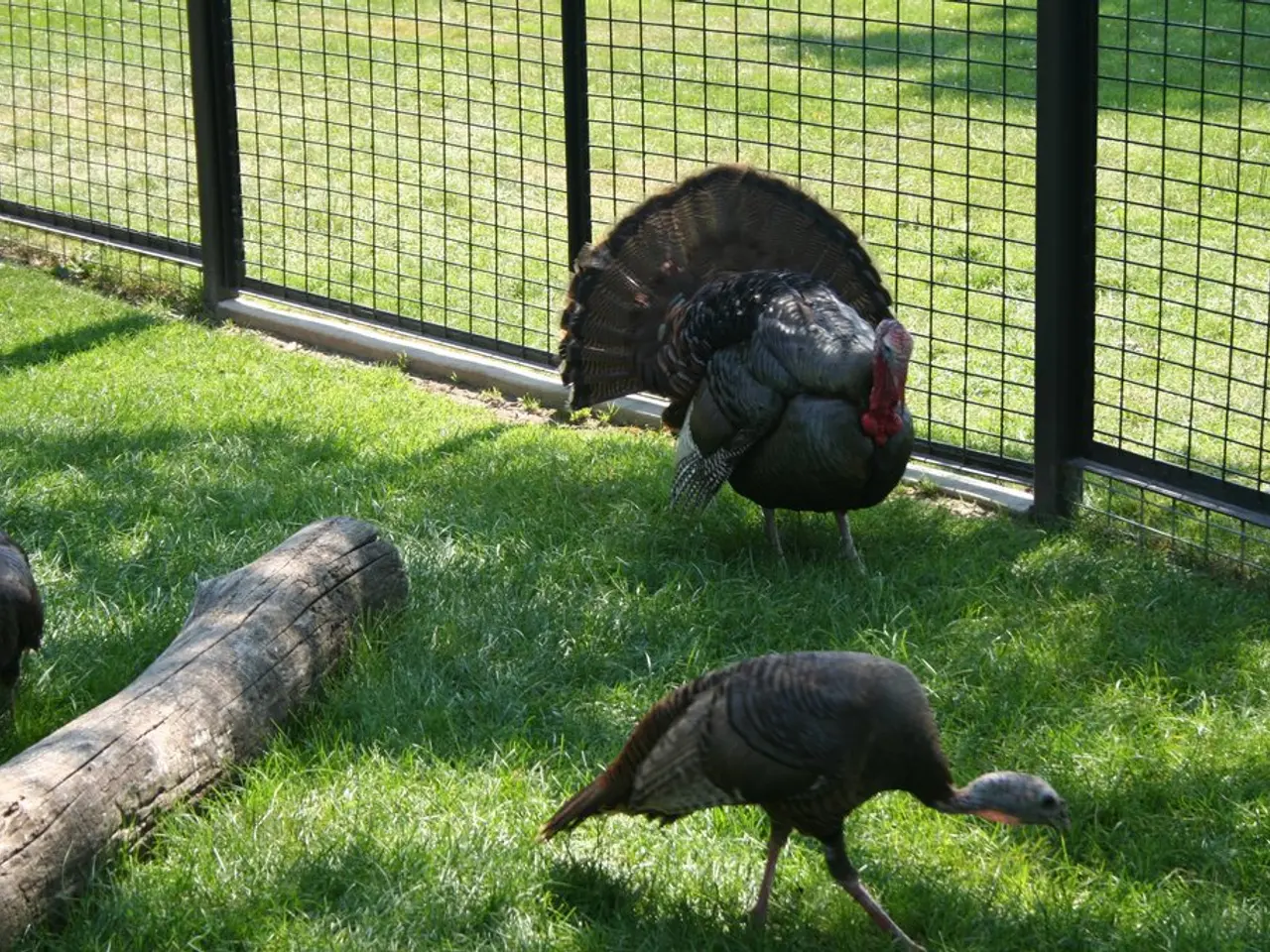 Designing Bird-Friendly Barriers and Homes: A concentration on avian collision prevention while...