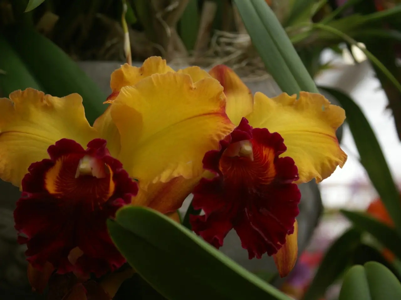 Perennials That Attract Pollinators Consistently: A Delight for Gardeners Every Year