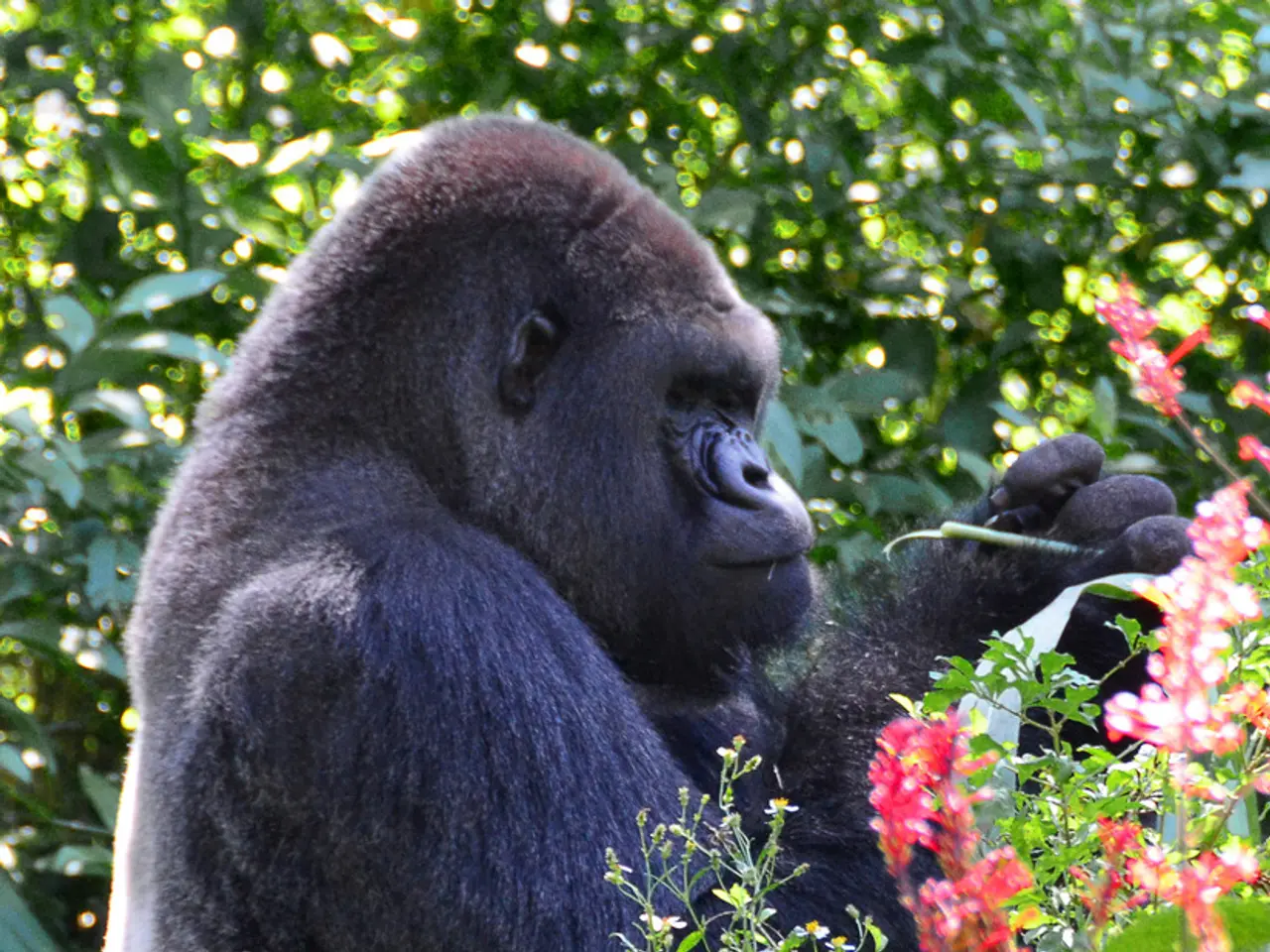 Gorilla hierarchy in mountains has nothing to do with muscle power