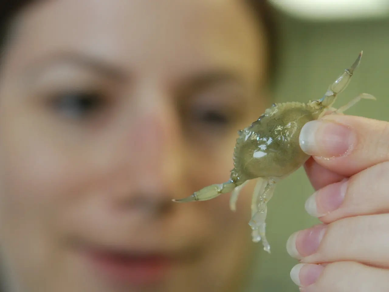 In the image a person is holding a crab.