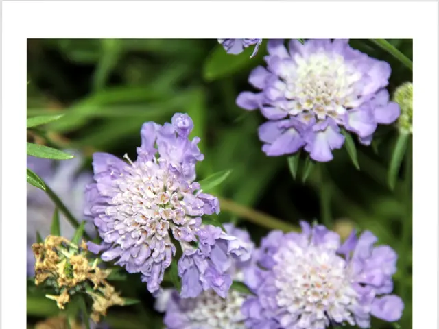 Unique List of 250 Adorable, Scarce, and Distinctive Japanese Female Names (Comprising Their...