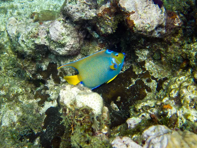 Diving Excellence in Raja Ampat, West Papua, Indonesia - Topnotch Underwater Adventures