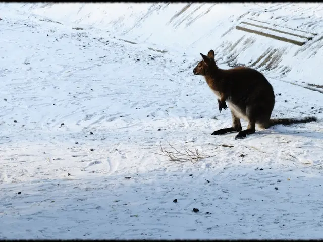 Eligibile visa holders who are fully vaccinated will be allowed to enter Australia starting from...