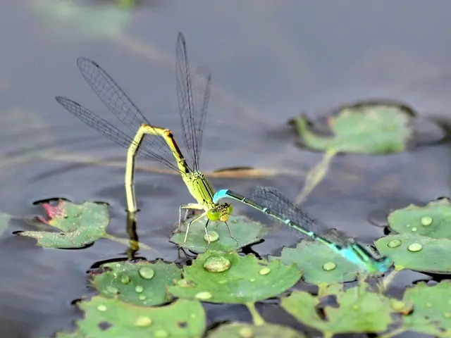 Mysterious Water Creature Sightings Persist in Tasik Chini, Malaysia - AKA Malaysia's Loch Ness...