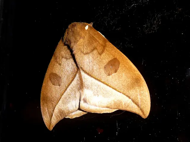 Overcoming Fear of Flying (Aviophobia): Strategies to Cope