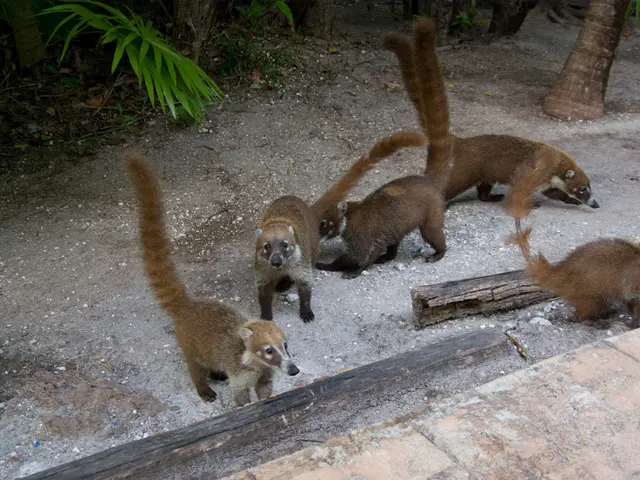 Exploring the African Savannah in Pursuit of the "Big Five" Wildlife Encounters