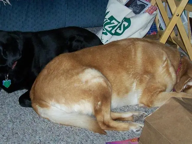 Essential Items for Pet Travel: A Comprehensive List