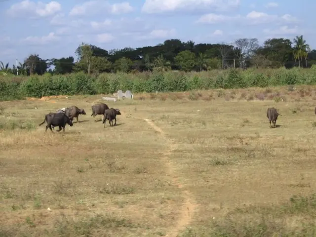 Archaeological Find in Buffalo Jump, Alberta: Unveiling Blackfoot Ancestry History