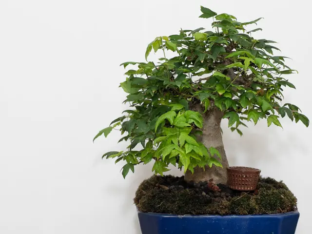 Transforming Bonsai Appearance through Root Exposure: Boosting Visual Appeal with Unmasked Root...