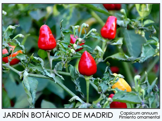 Four Herbs for Boosting Immunity During Monsoon Seasons