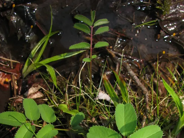 Restoring the Past: Managing Nebraska's Sandhills for Regrowth