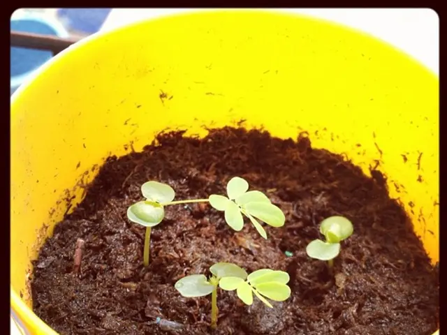 Create Your Personal Terrarium: A Step-by-Step DIY Guide (Crafty How-to Manual)