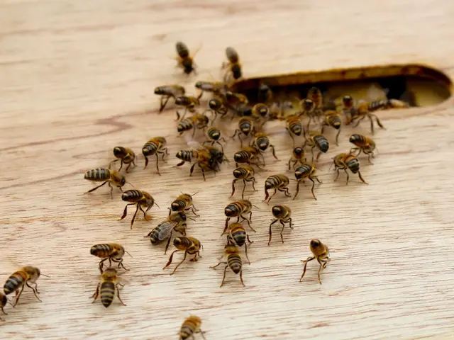 Termites: Their Nature and Potential Effect on Community Health