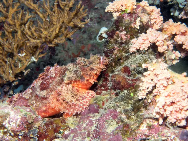 Increased ocean acidification triggers urgent demands for enhanced marine conservation efforts