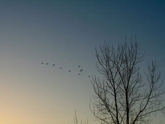 Optimal Flight Booking Moments for Travel to South America - Comprehensive Guide