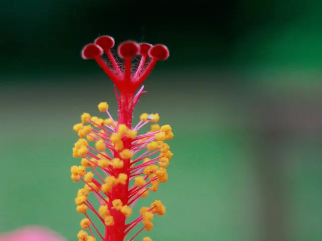 Nasal Protection Reinforced: A 'Molecular Barrier' May Prevent Pollen from Causing Misery