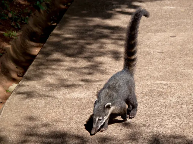 Stomach Cancer: Origin, Signs, and Remedies