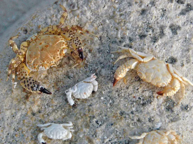 Emergency Situation: Scorpion Sting - First Aid, Remedies, and When to Request Medical Assistance...