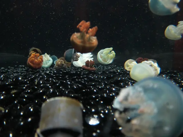 Rising Risk from Vibrio due to Summer's Heat Intensification