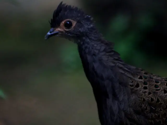 Identifying and Reporting Avian Influenza (Bird Flu) in Domesticated or Captive Fowl