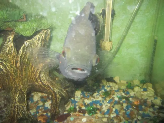 Top 15 Concentrated Liquid Fish Fertilizers for Vibrant Gardens in 2025