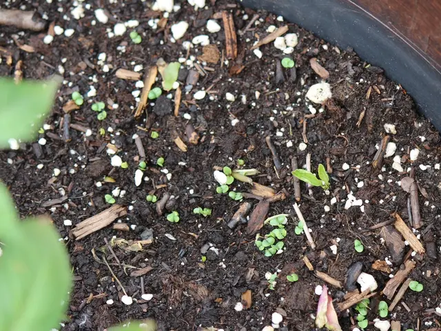 Excess Phosphorus: Effects on Plant Growth and Soil Quality