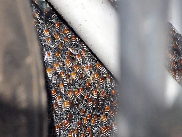 European Beekeeping Association President at Vranje (Serbia) Beekeeping Exhibition