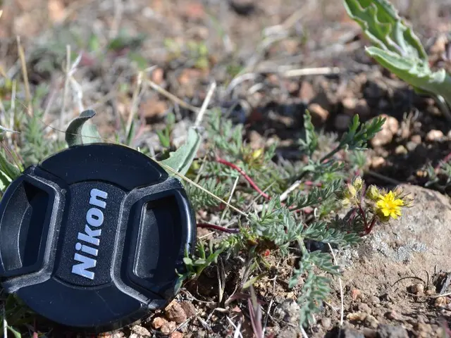 Top 7 Notable Lawn Fertilizers