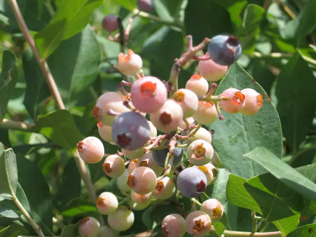 "Eight lesser-known berries offering potent antioxidant defense"