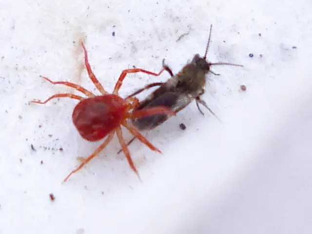 Strategies for Pest Exclusion in Dorm Rooms: Essential Pest Prevention Tips Every College Student...