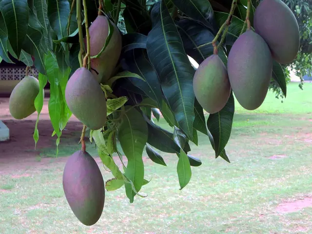 Registering Arun Family's Mango Farmland, Getfarms, in Chengalpattu District
