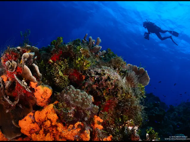 Exceptional Scuba Diving Experiences found in Micronesia