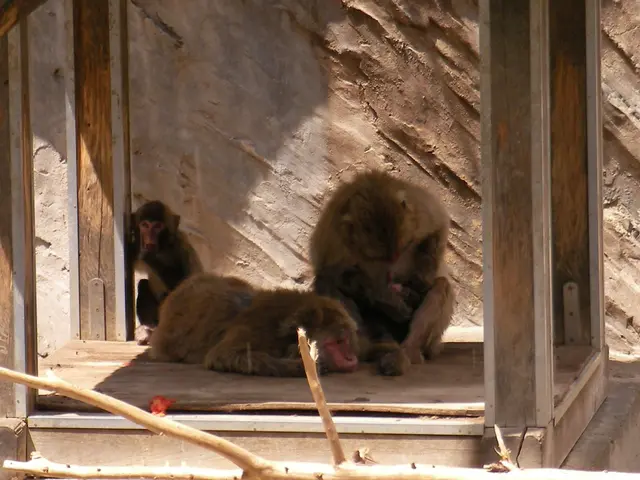 Zoo Hannover experiences unexpected visit: Monkey instantly reacts to unexpected guest