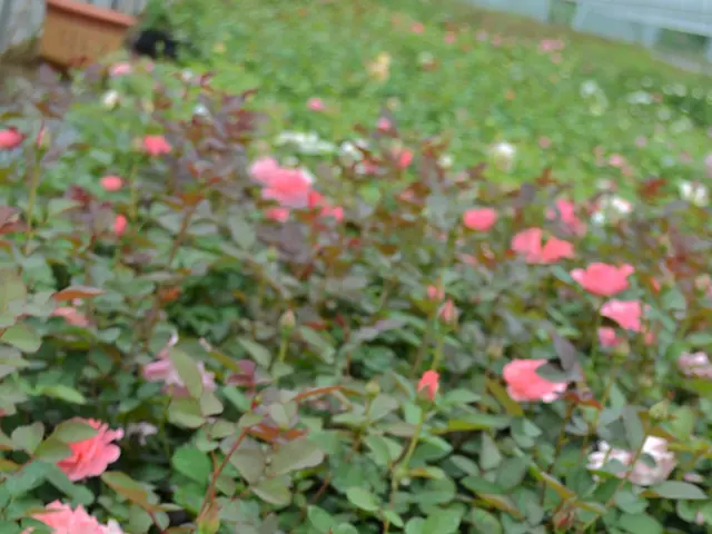 Lodging Evaluation: Gateway Bekal in Kerala