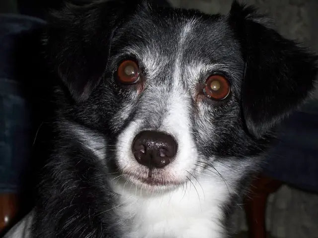 Ranking of Canine Companions Ideal for Vacationing Unveiled