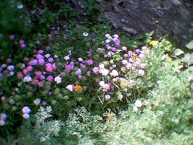 Colorful Blooms: Pigments, Pollination Processes, and Floral Safeguards