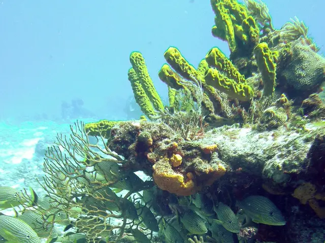 Photographing underwater with the Sea & Sea YS-D3 Flash in the Gulf of California