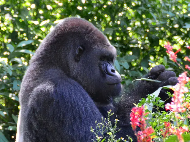 Gorilla hierarchy in mountains has nothing to do with muscle power