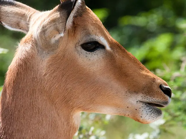 Top 30 Innovative Deer Drawing Inspiration Worth Exploring