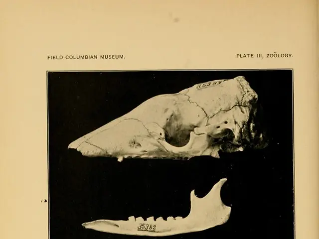 Boron's Significance for Bone Health and Its Link with Bey