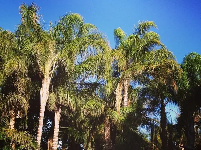 Desert Architecture Celebration Kicks Off at Palm Springs Modernism Week 2025