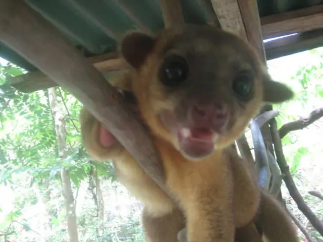 Exploring the Realms of Therapy with Animals