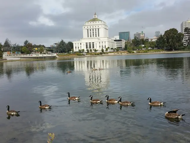 In this image I see water on which there are ducks and in the background I see a boat over here and...