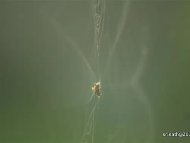 In this image I can see a spider web in the centre and on the bottom right side of this image I can...